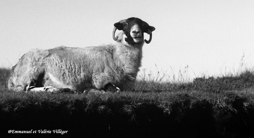 Sheep near the car park of the Quiraing