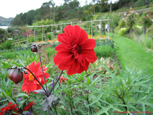 Inverewe walled garden